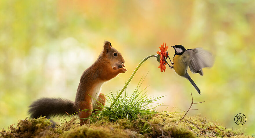 I Spent Almost A Decade Capturing Red Squirrel Photos And Here Is A Small Selection Of The Past Half Year.