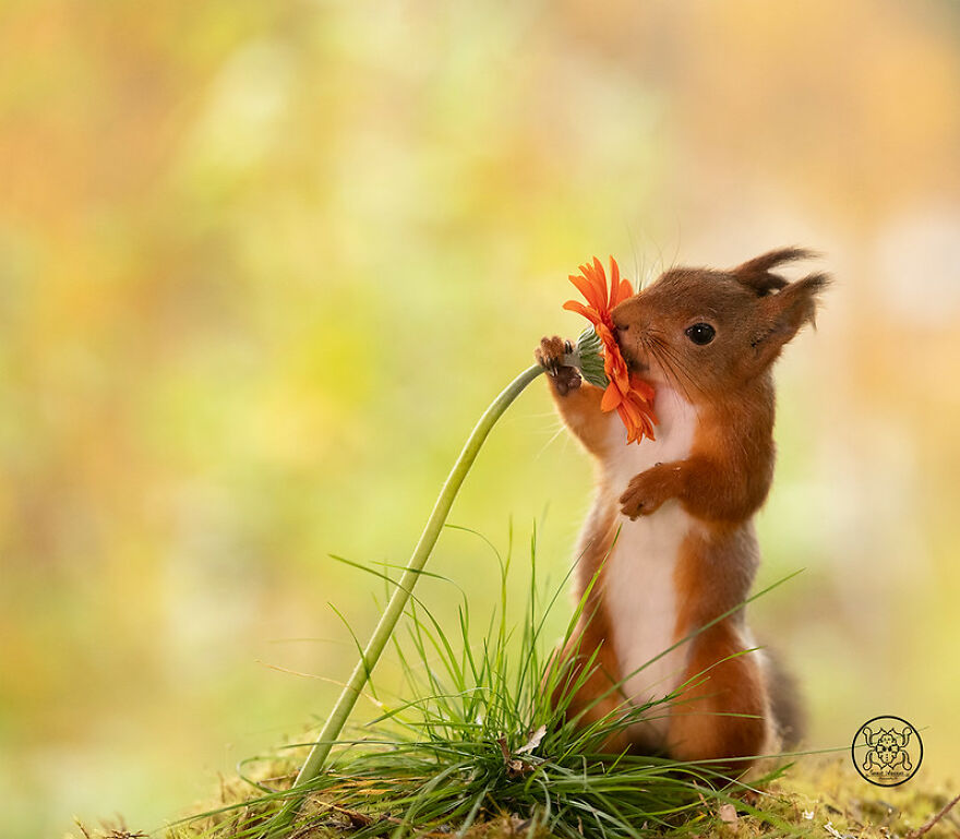 I Spent Almost A Decade Capturing Red Squirrel Photos And Here Is A Small Selection Of The Past Half Year.