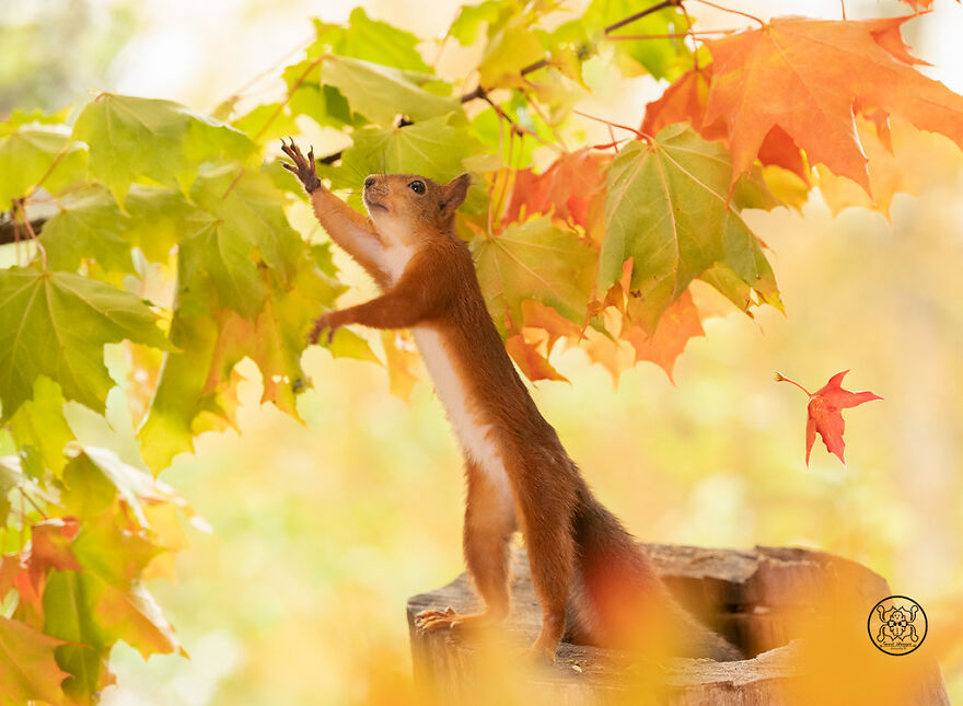 I Spent Almost A Decade Capturing Red Squirrel Photos And Here Is A Small Selection Of The Past Half Year.