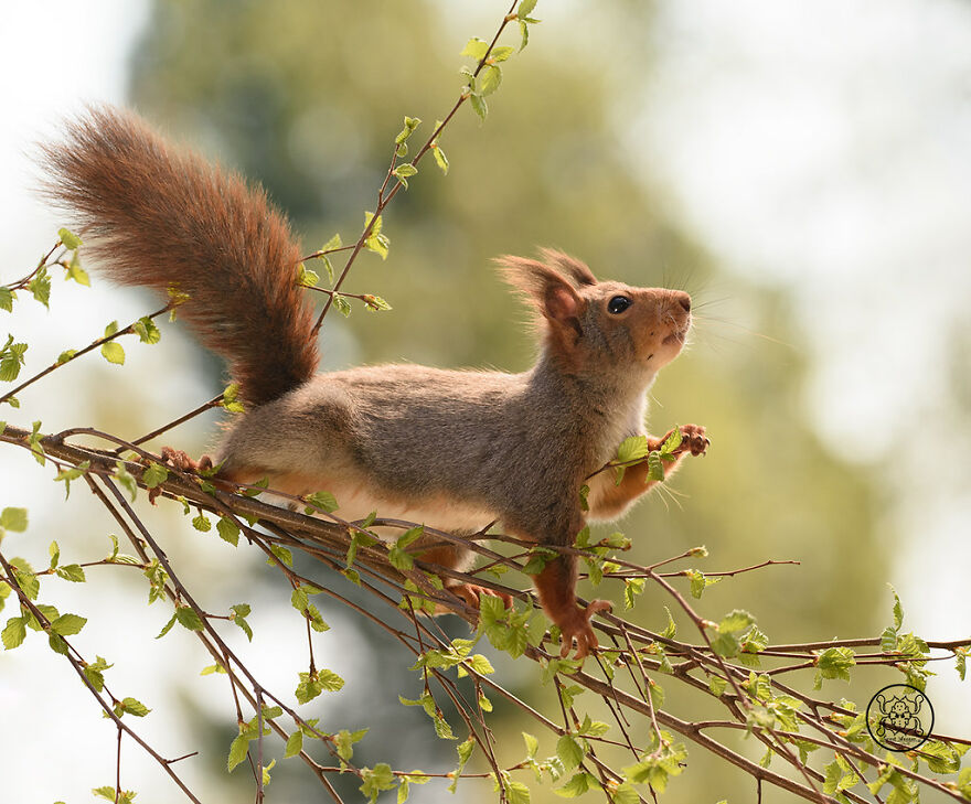 I Spent Almost A Decade Capturing Red Squirrel Photos And Here Is A Small Selection Of The Past Half Year.