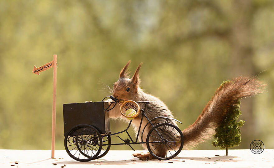 I Spent Almost A Decade Capturing Red Squirrel Photos And Here Is A Small Selection Of The Past Half Year.