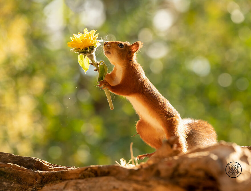 I Spent Almost A Decade Capturing Red Squirrel Photos And Here Is A Small Selection Of The Past Half Year.