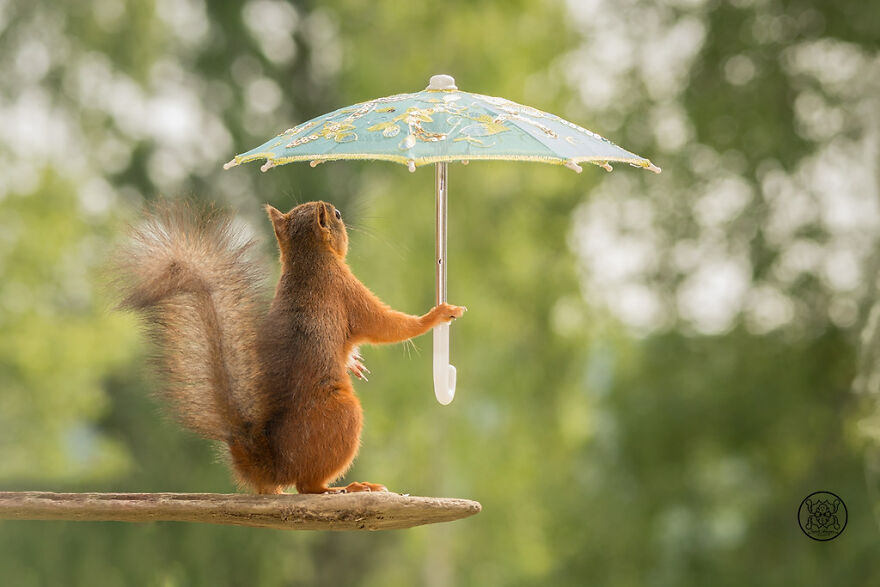 I Spent Almost A Decade Capturing Red Squirrel Photos And Here Is A Small Selection Of The Past Half Year.