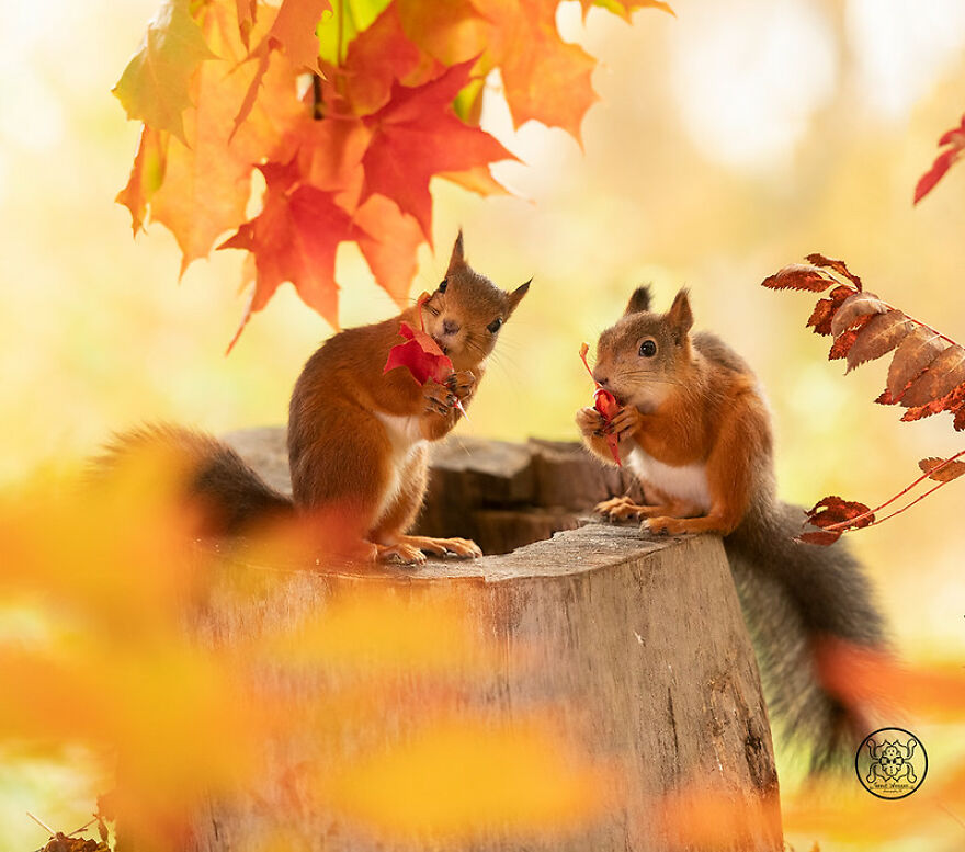 I Spent Almost A Decade Capturing Red Squirrel Photos And Here Is A Small Selection Of The Past Half Year.
