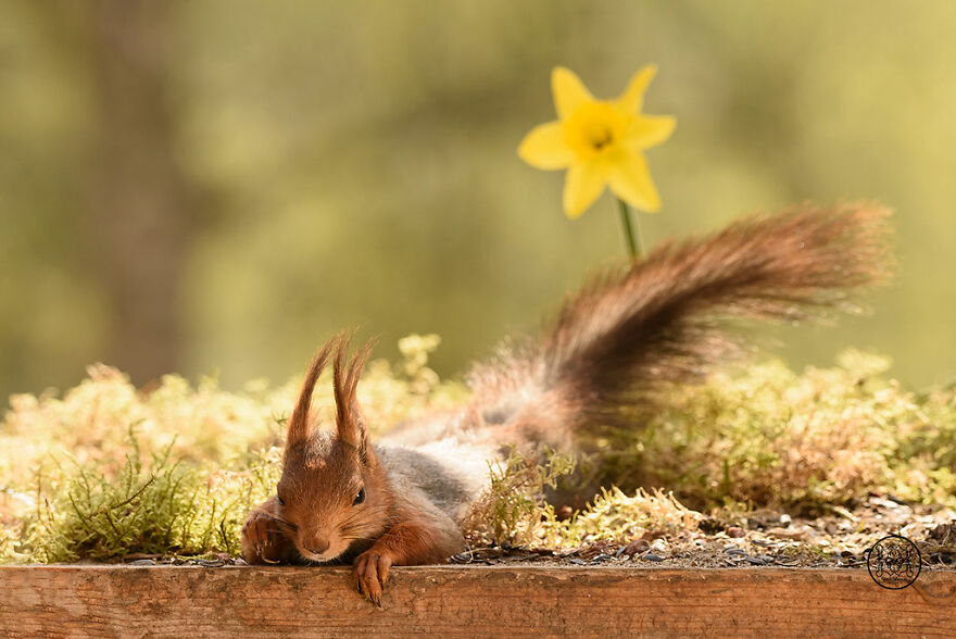 I Spent Almost A Decade Capturing Red Squirrel Photos And Here Is A Small Selection Of The Past Half Year.