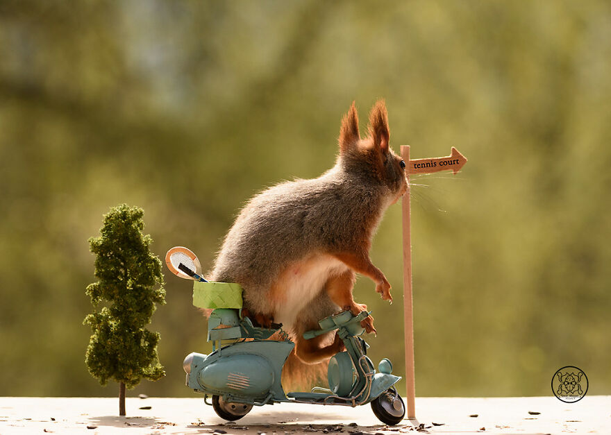 I Spent Almost A Decade Capturing Red Squirrel Photos And Here Is A Small Selection Of The Past Half Year.