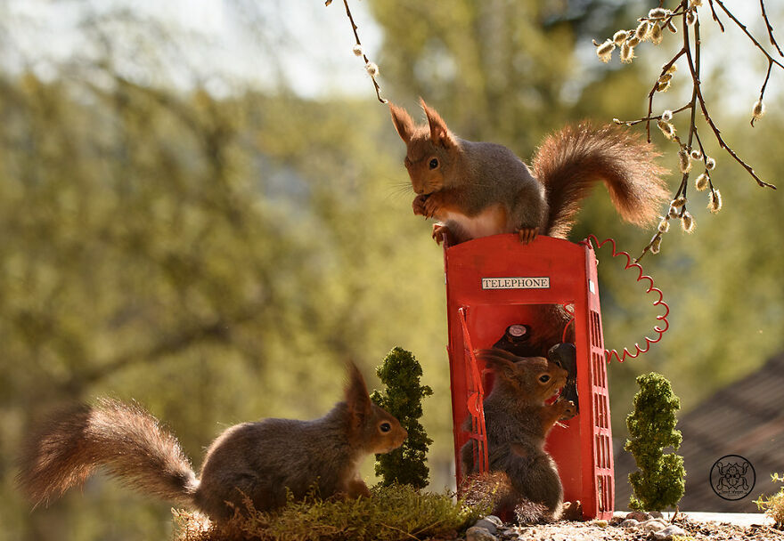 I Spent Almost A Decade Capturing Red Squirrel Photos And Here Is A Small Selection Of The Past Half Year.