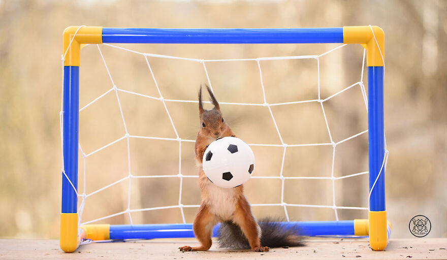 I Spent Almost A Decade Capturing Red Squirrel Photos And Here Is A Small Selection Of The Past Half Year.