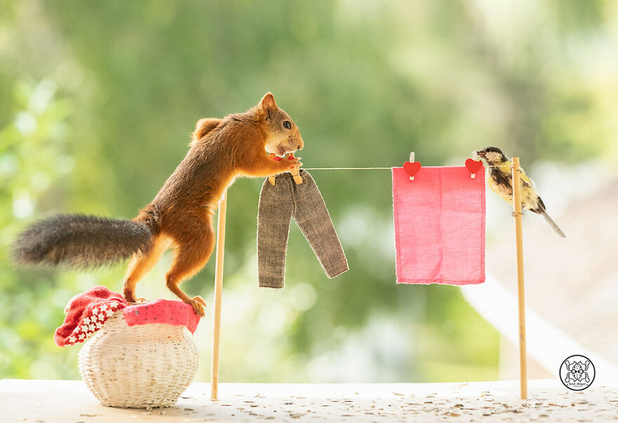 I Spent Almost A Decade Capturing Red Squirrel Photos And Here Is A Small Selection Of The Past Half Year.