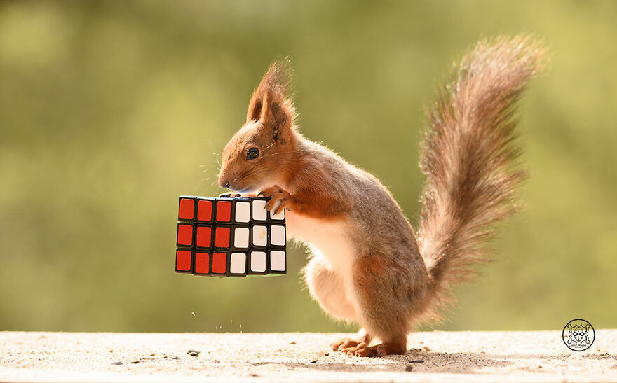 I Spent Almost A Decade Capturing Red Squirrel Photos And Here Is A Small Selection Of The Past Half Year.