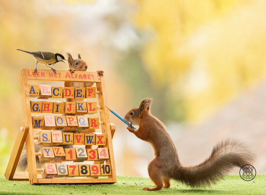 I Spent Almost A Decade Capturing Red Squirrel Photos And Here Is A Small Selection Of The Past Half Year.