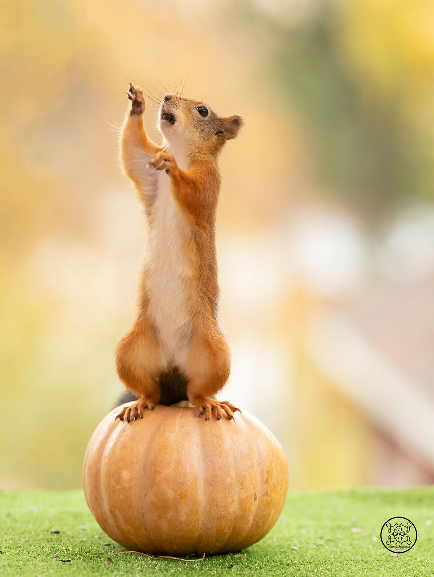 I Spent Almost A Decade Capturing Red Squirrel Photos And Here Is A Small Selection Of The Past Half Year.