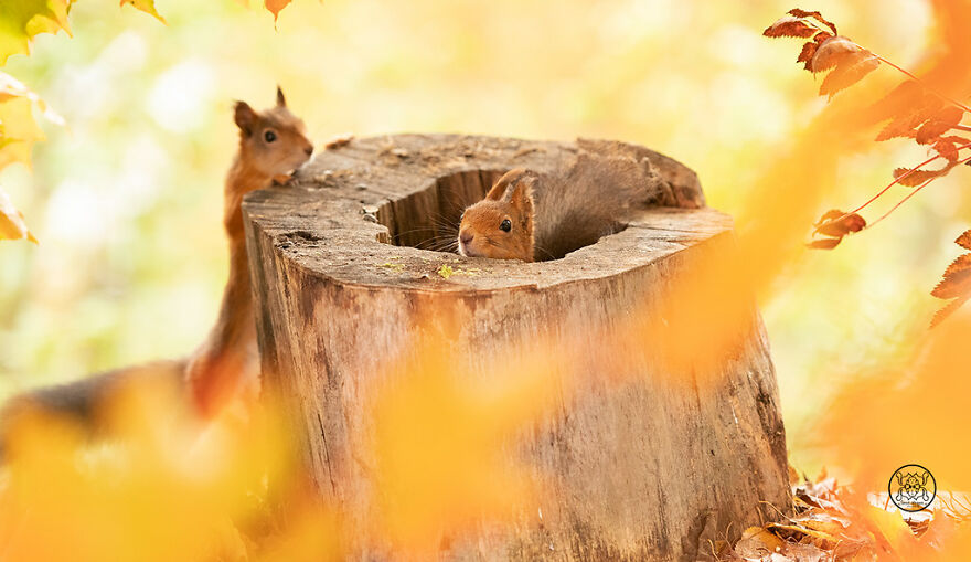 I Spent Almost A Decade Capturing Red Squirrel Photos And Here Is A Small Selection Of The Past Half Year.