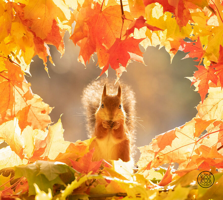 I Spent Almost A Decade Capturing Red Squirrel Photos And Here Is A Small Selection Of The Past Half Year.