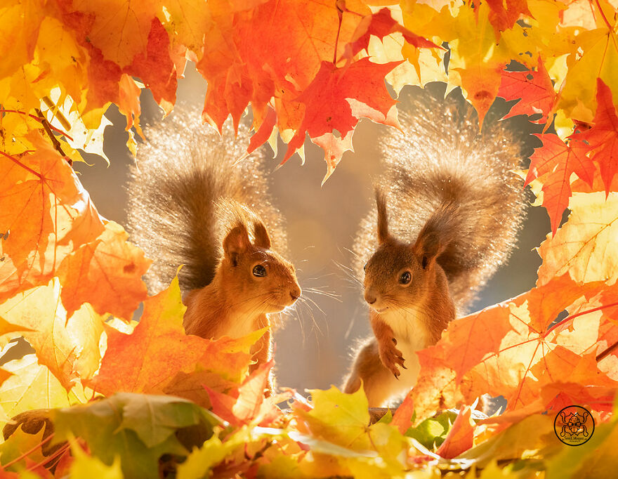 I Spent Almost A Decade Capturing Red Squirrel Photos And Here Is A Small Selection Of The Past Half Year.