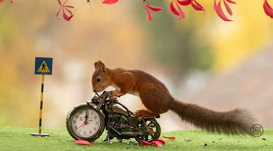 I Spent Almost A Decade Capturing Red Squirrel Photos And Here Is A Small Selection Of The Past Half Year.