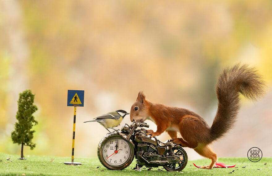 I Spent Almost A Decade Capturing Red Squirrel Photos And Here Is A Small Selection Of The Past Half Year.