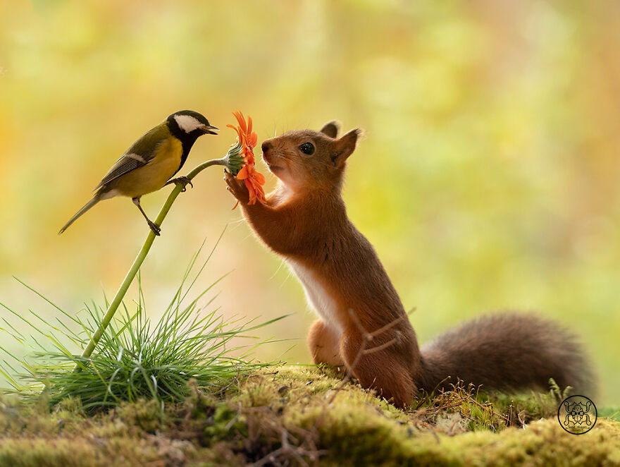 I Spent Almost A Decade Capturing Red Squirrel Photos And Here Is A Small Selection Of The Past Half Year.