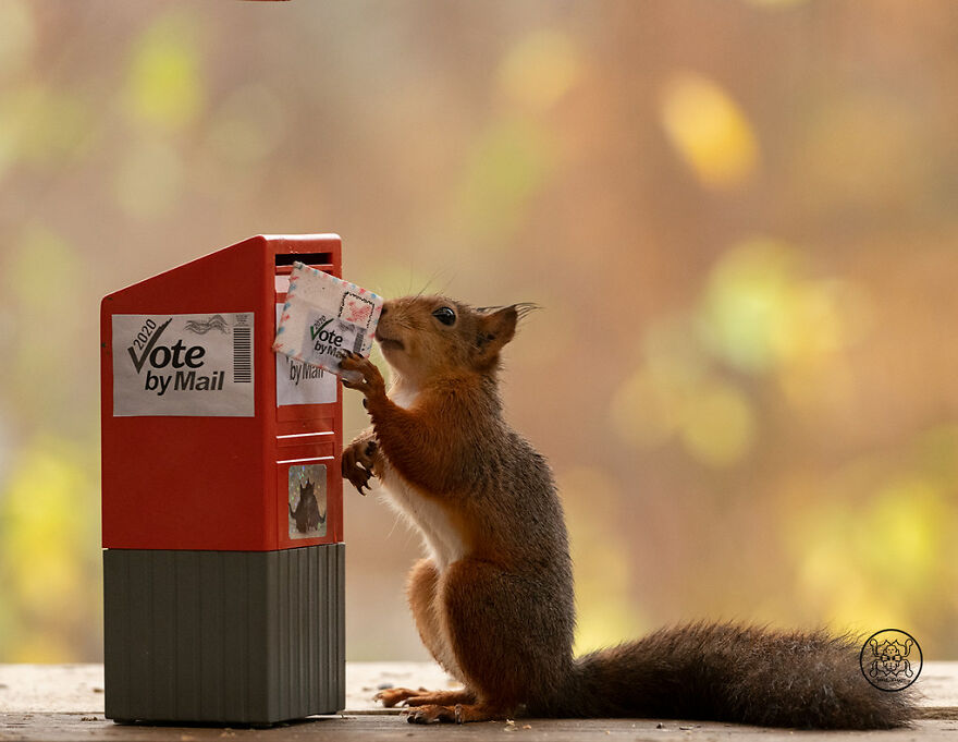 I Spent Almost A Decade Capturing Red Squirrel Photos And Here Is A Small Selection Of The Past Half Year.