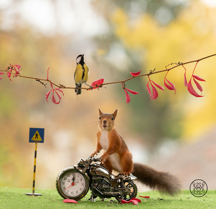 I Spent Almost A Decade Capturing Red Squirrel Photos And Here Is A Small Selection Of The Past Half Year.