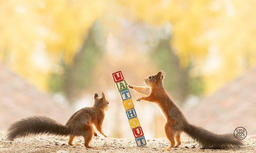 I Spent Almost A Decade Capturing Red Squirrel Photos And Here Is A Small Selection Of The Past Half Year.