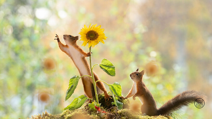 I Spent Almost A Decade Capturing Red Squirrel Photos And Here Is A Small Selection Of The Past Half Year.