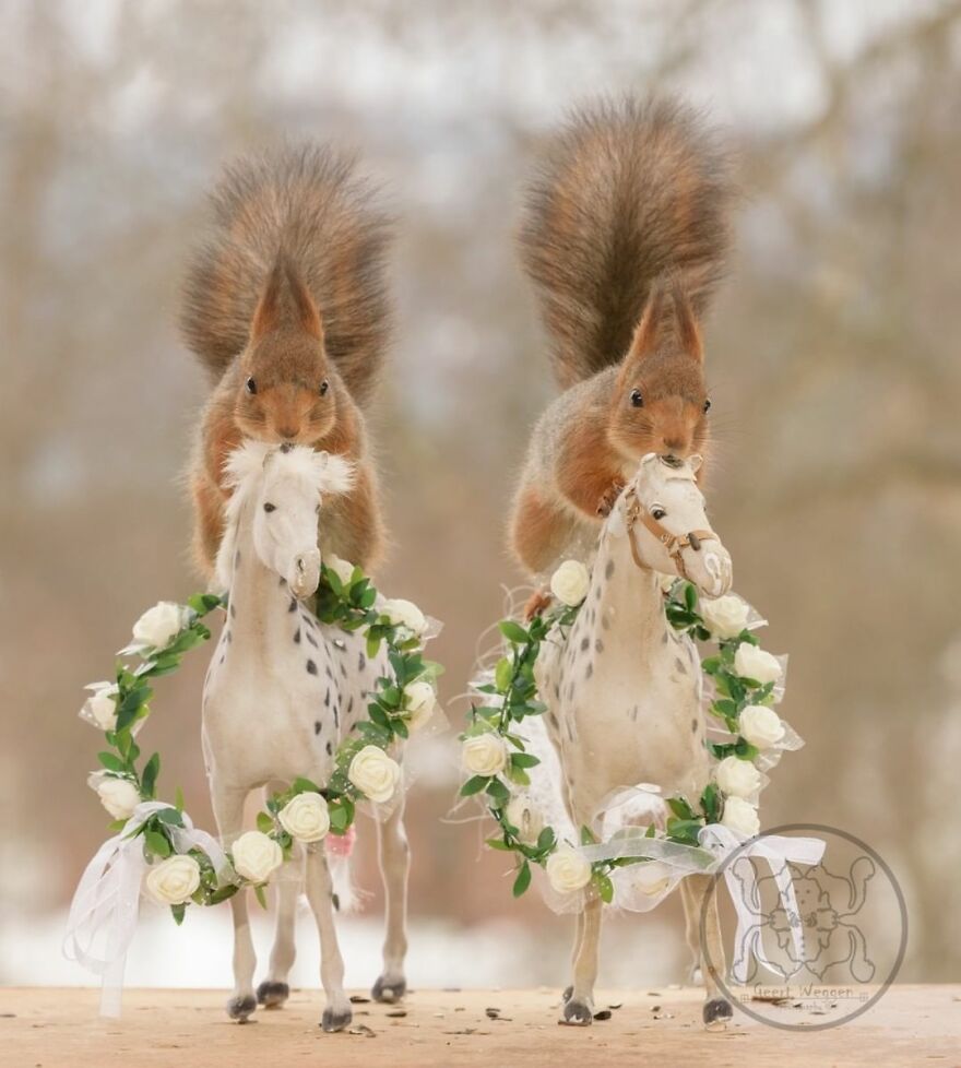 I Spent Almost A Decade Capturing Red Squirrel Photos And Here Is A Small Selection Of The Past Half Year.