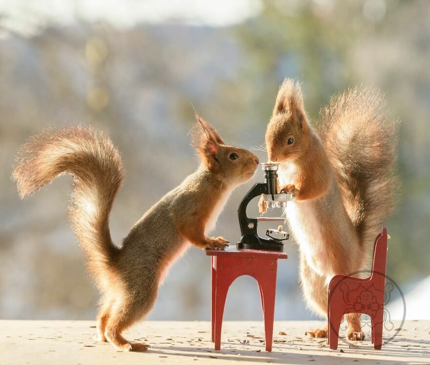 I Spent Almost A Decade Capturing Red Squirrel Photos And Here Is A Small Selection Of The Past Half Year.