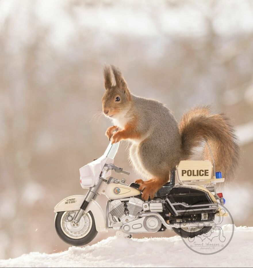 I Spent Almost A Decade Capturing Red Squirrel Photos And Here Is A Small Selection Of The Past Half Year.