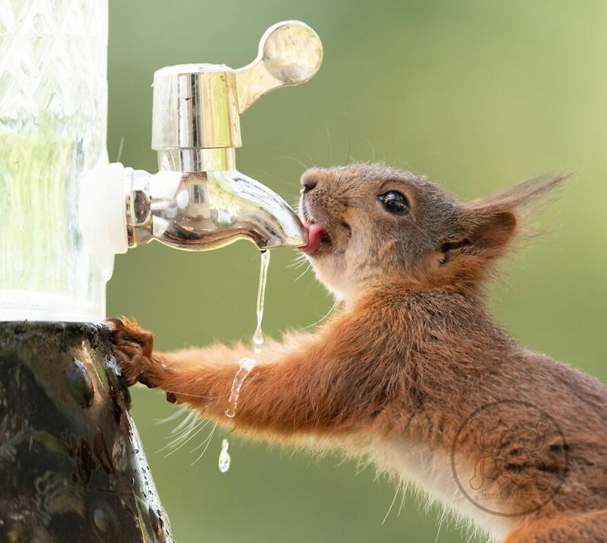 I Spent Almost A Decade Capturing Red Squirrel Photos And Here Is A Small Selection Of The Past Half Year.