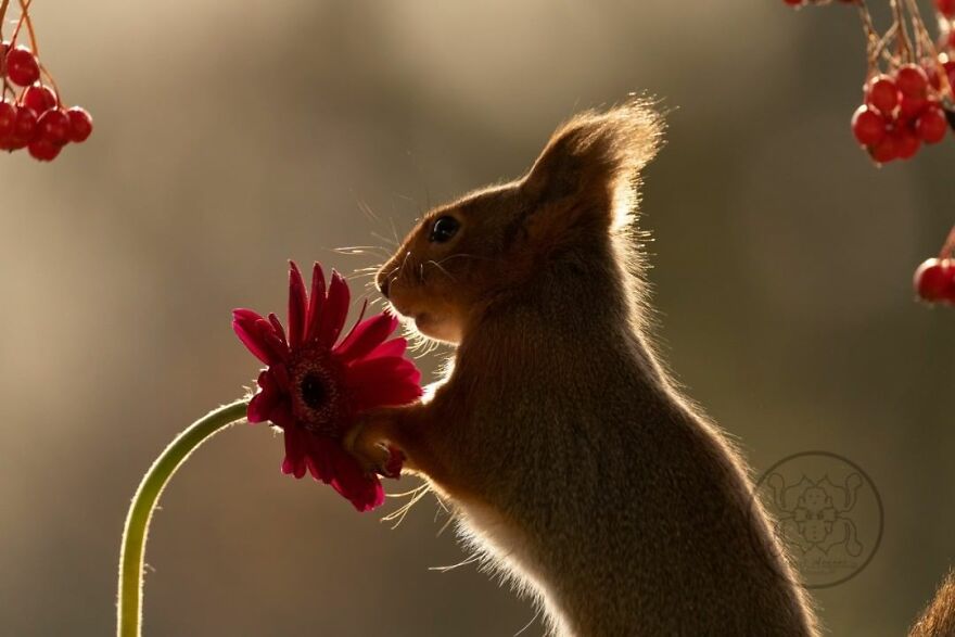 I Spent Almost A Decade Capturing Red Squirrel Photos And Here Is A Small Selection Of The Past Half Year.