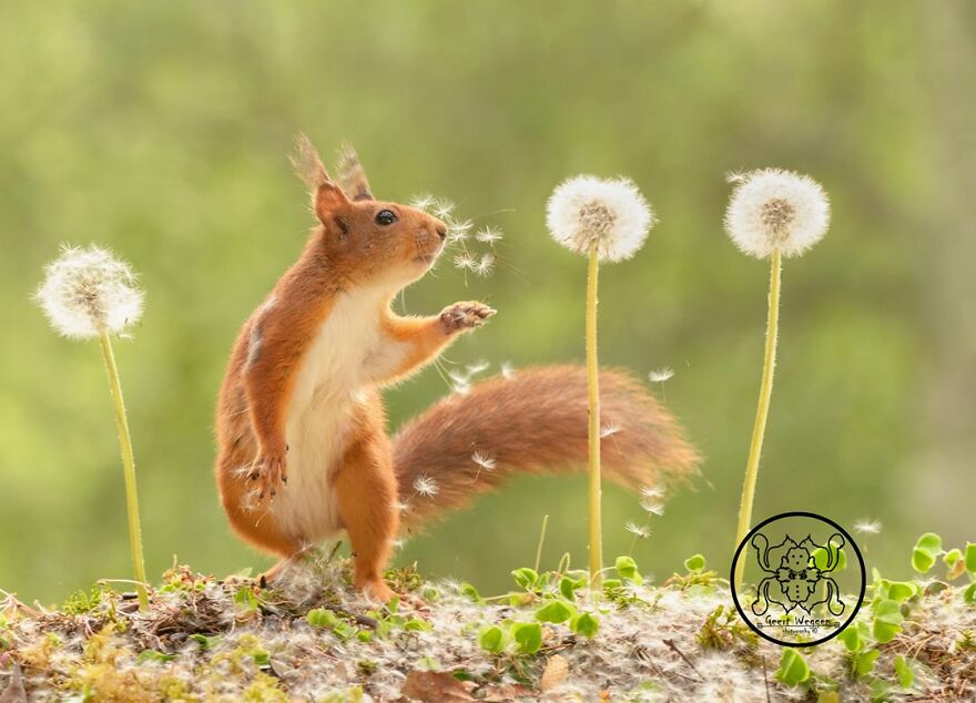 I Spent Almost A Decade Capturing Red Squirrel Photos And Here Is A Small Selection Of The Past Half Year.