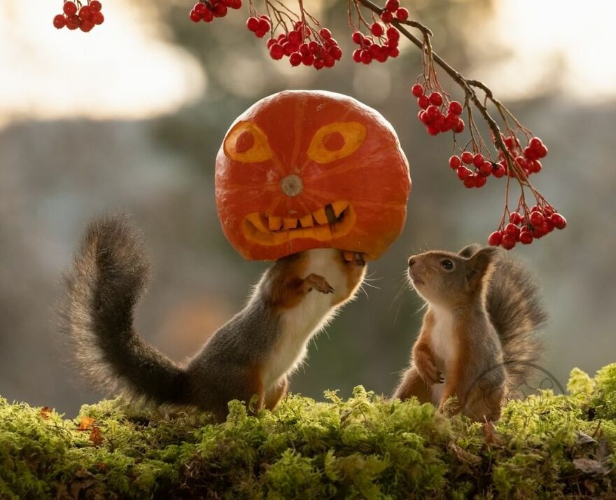 I Spent Almost A Decade Capturing Red Squirrel Photos And Here Is A Small Selection Of The Past Half Year.