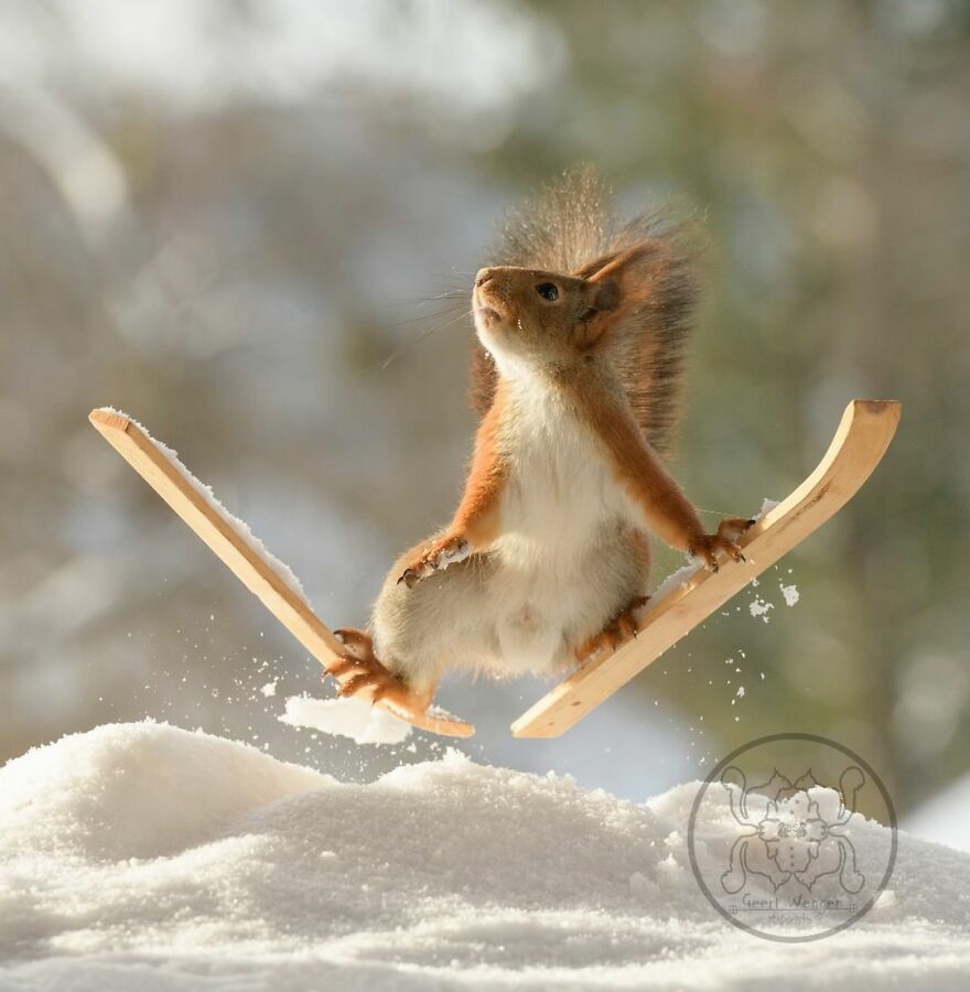 I Spent Almost A Decade Capturing Red Squirrel Photos And Here Is A Small Selection Of The Past Half Year.