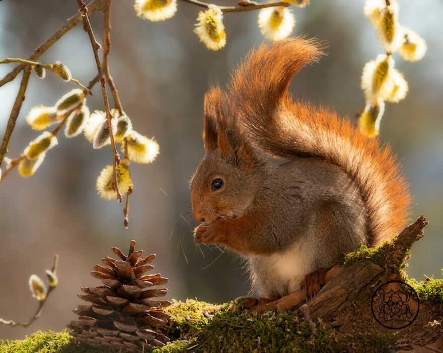 I Spent Almost A Decade Capturing Red Squirrel Photos And Here Is A Small Selection Of The Past Half Year.