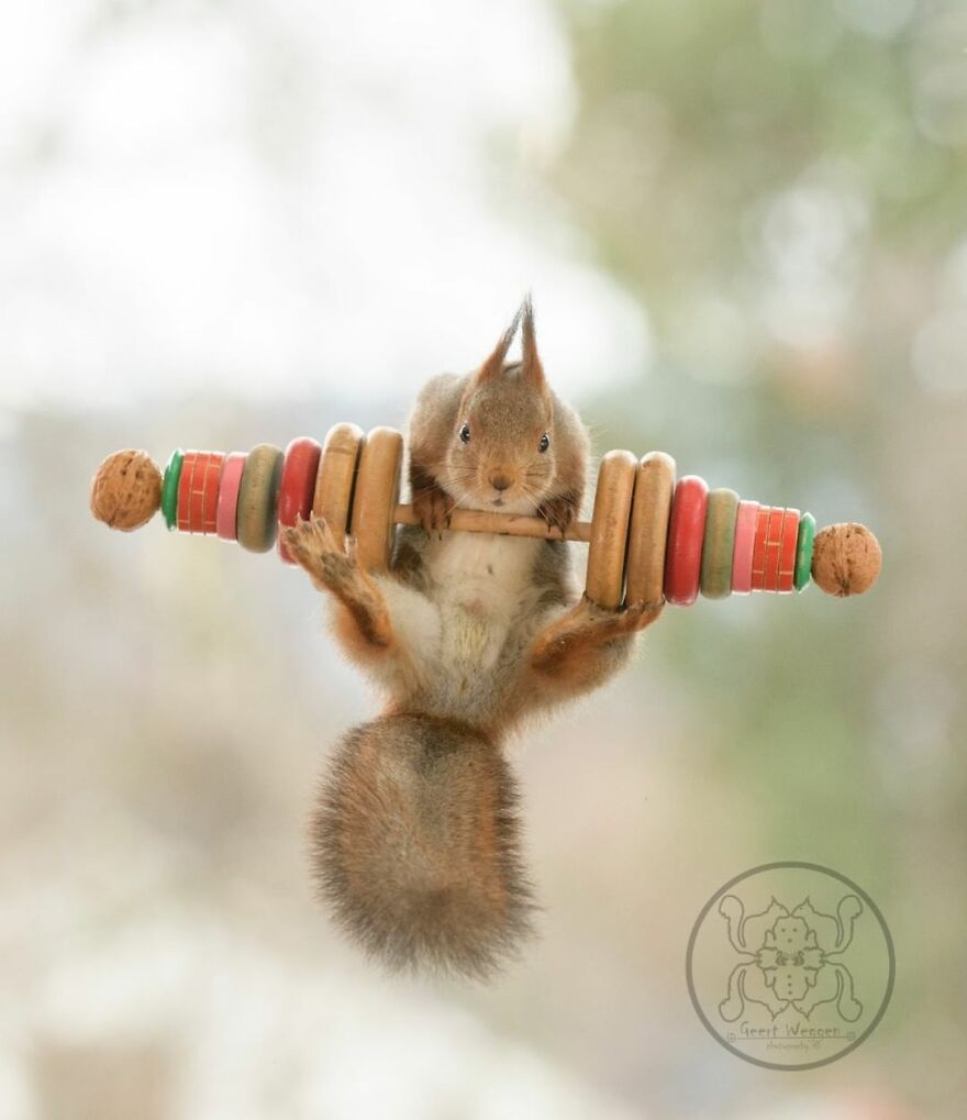 I Spent Almost A Decade Capturing Red Squirrel Photos And Here Is A Small Selection Of The Past Half Year.