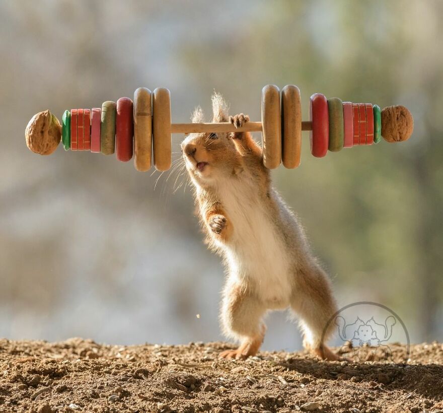 I Spent Almost A Decade Capturing Red Squirrel Photos And Here Is A Small Selection Of The Past Half Year.