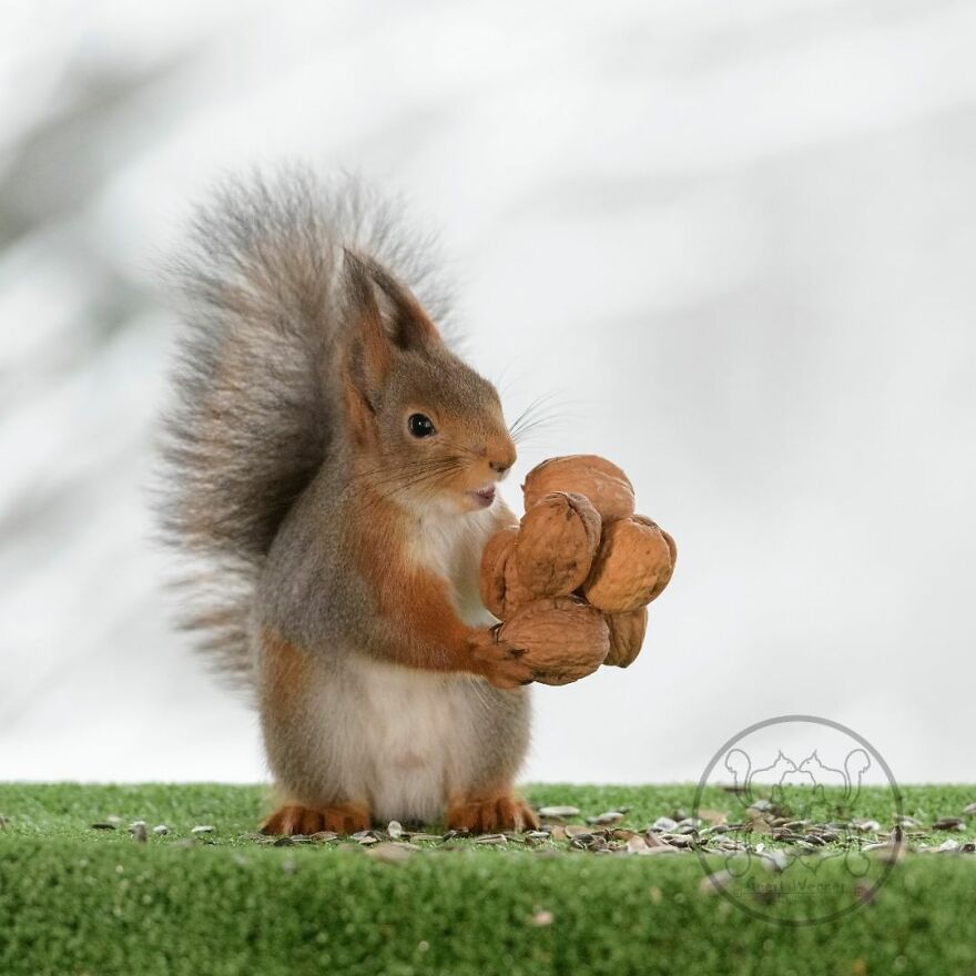 I Spent Almost A Decade Capturing Red Squirrel Photos And Here Is A Small Selection Of The Past Half Year.