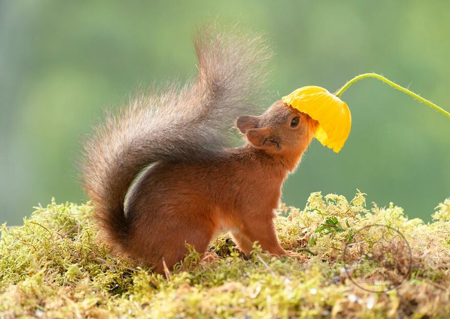 I Spent Almost A Decade Capturing Red Squirrel Photos And Here Is A Small Selection Of The Past Half Year.