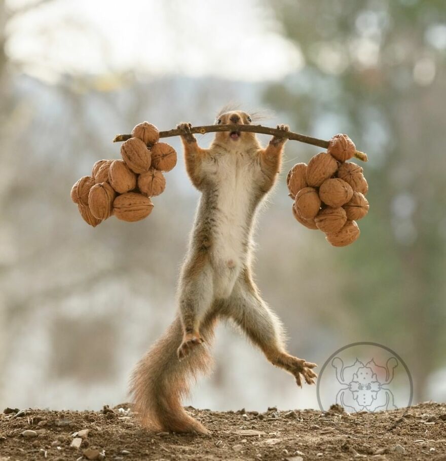 I Spent Almost A Decade Capturing Red Squirrel Photos And Here Is A Small Selection Of The Past Half Year.