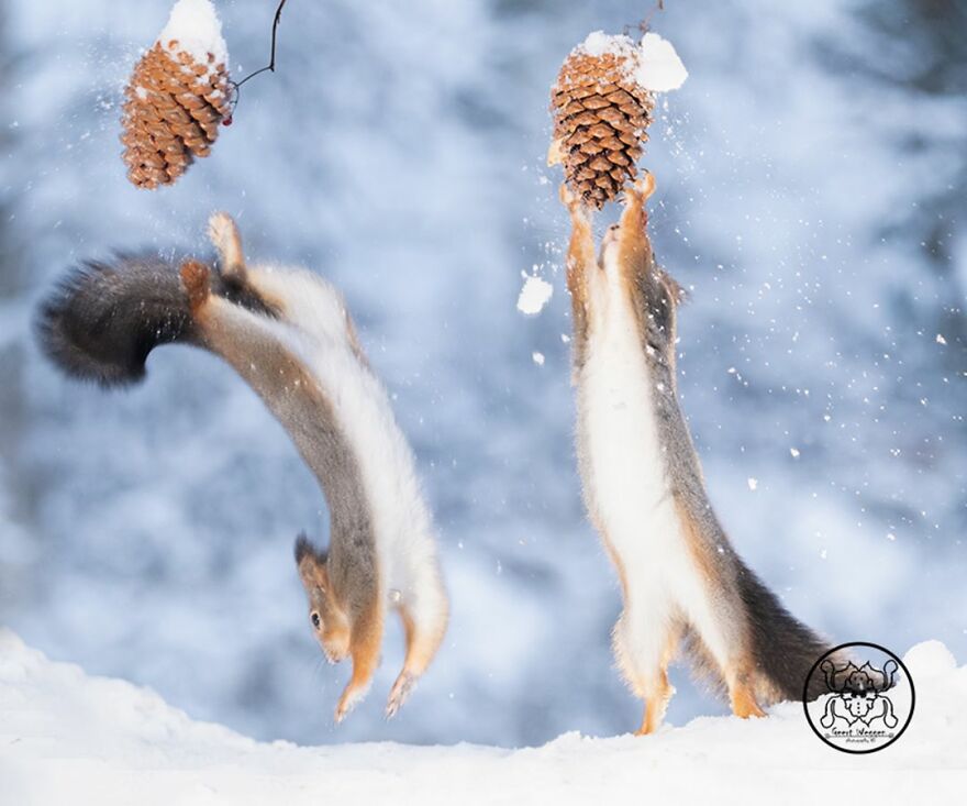 I Spent Almost A Decade Capturing Red Squirrel Photos And Here Is A Small Selection Of The Past Half Year.