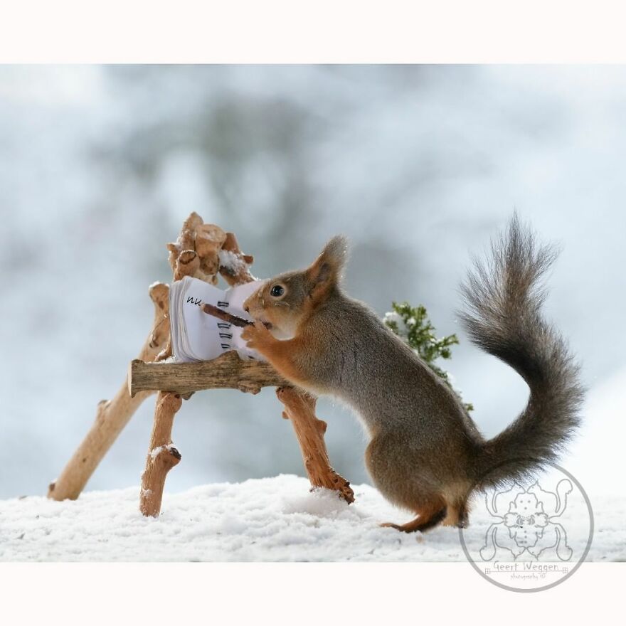 I Spent Almost A Decade Capturing Red Squirrel Photos And Here Is A Small Selection Of The Past Half Year.