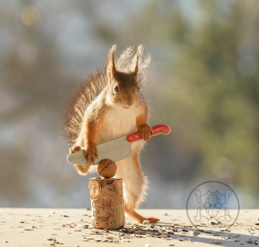 I Spent Almost A Decade Capturing Red Squirrel Photos And Here Is A Small Selection Of The Past Half Year.