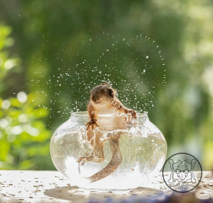 I Spent Almost A Decade Capturing Red Squirrel Photos And Here Is A Small Selection Of The Past Half Year.