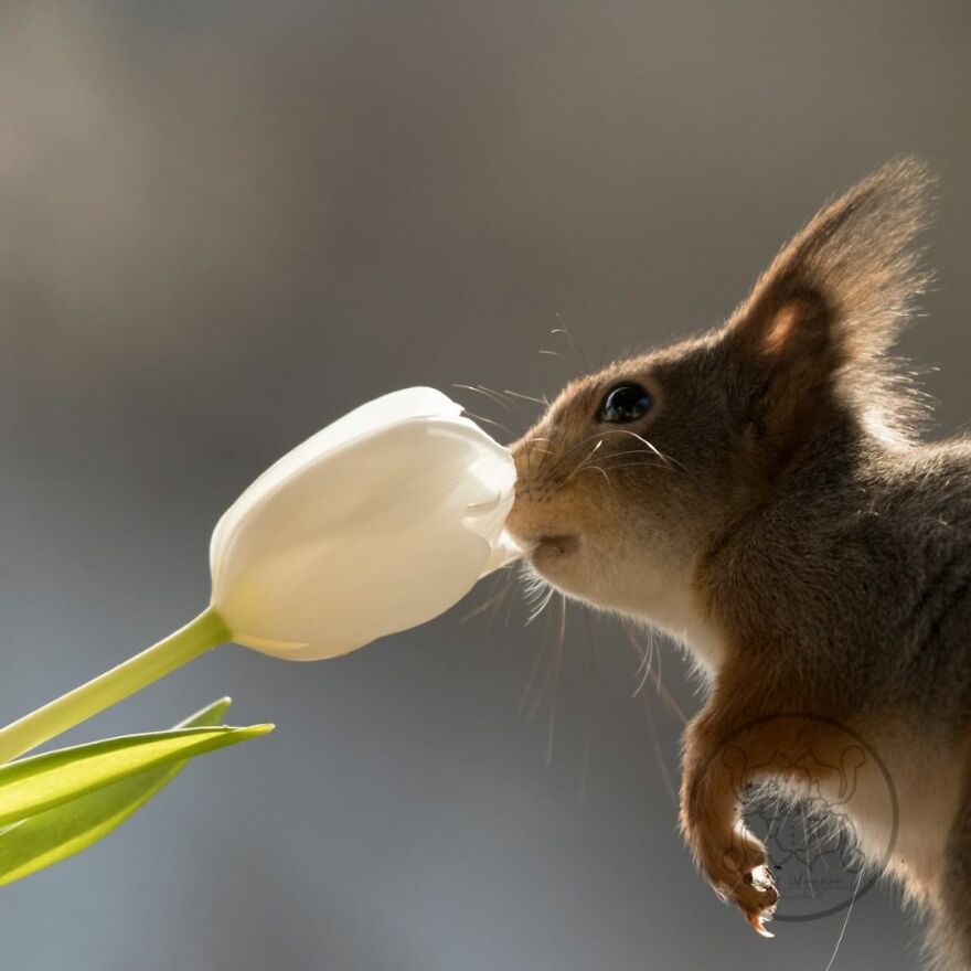 I Spent Almost A Decade Capturing Red Squirrel Photos And Here Is A Small Selection Of The Past Half Year.