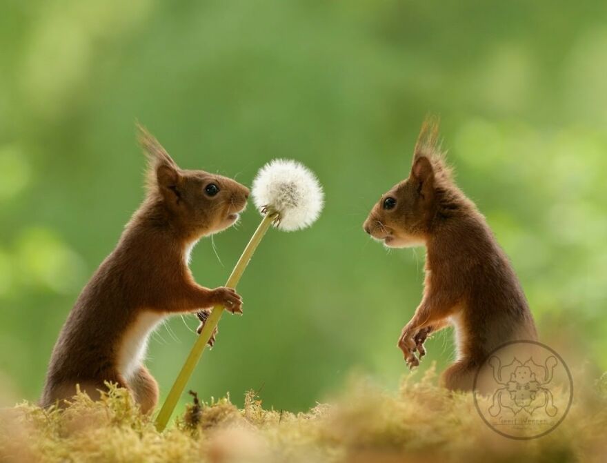 I Spent Almost A Decade Capturing Red Squirrel Photos And Here Is A Small Selection Of The Past Half Year.