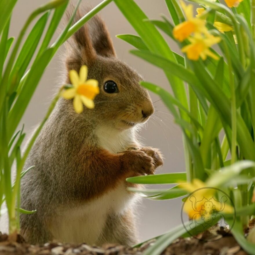 I Spent Almost A Decade Capturing Red Squirrel Photos And Here Is A Small Selection Of The Past Half Year.