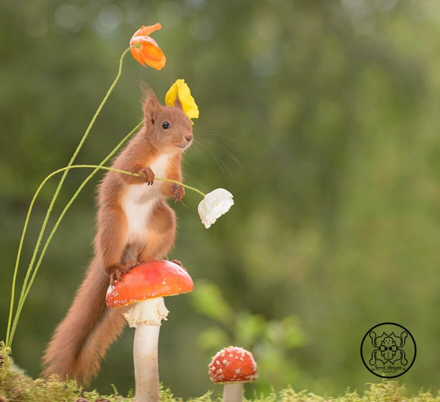 I Spent Almost A Decade Capturing Red Squirrel Photos And Here Is A Small Selection Of The Past Half Year.