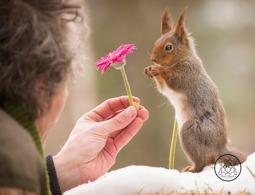 I Spent Almost A Decade Capturing Red Squirrel Photos And Here Is A Small Selection Of The Past Half Year.