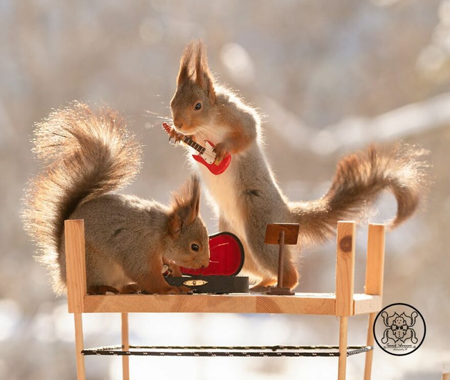 I Spent Almost A Decade Capturing Red Squirrel Photos And Here Is A Small Selection Of The Past Half Year.